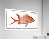 Welshman Holocentrus Sogo Acrylic Print