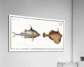 1. Little Old-Wife Balistes Tomentosus 2. Short-nosed tripod fish Balistes biaculeatus Acrylic Print