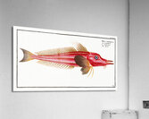 Rochet Trigla cataphracta Acrylic Print