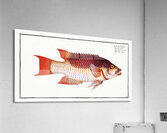 Sea Boar Lutianus Vrres Acrylic Print