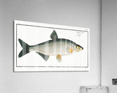 Vimba Cyprinus Vimba Acrylic Print