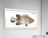 Holocentre of Surinam Holocentrus surinamensis Acrylic Print