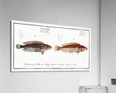 1. Rainbow-fish Labrus Julis 2. Dropped Wrasse Labrus Guttatus Acrylic Print