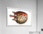 Prickly Bottlefish Diodon orbicularis Acrylic Print