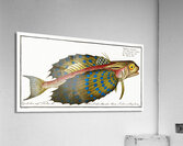 Flying-Fish Trigla volitans Acrylic Print