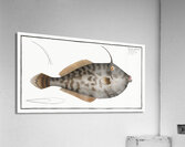 Mingo Balistes Monoceros Acrylic Print