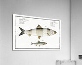 1. Herring Clupea Harengus 2. Sprat Clupea Sprattus Acrylic Print