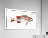 Five-striped Holocentre Holocentrus quinquelineatus Acrylic Print