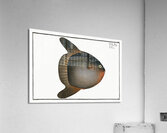 Sun-fish Diodon Mola Acrylic Print