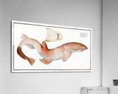 Lesser Rough Flound Squalus Catulus Acrylic Print