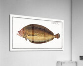Pleuronectes macrolepidotus Acrylic Print