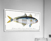 Plumiers Mackrel Scomber Plumieri Acrylic Print