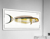 Sea Pea-Cock Coryphaena Plumieri Acrylic Print