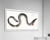 Eel Muraena Anguilla Acrylic Print