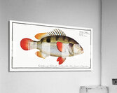 Johns Grunt Anthias Johnii Acrylic Print