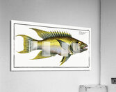 Sparus falcatus Acrylic Print