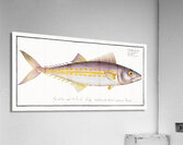Kings fish Scomber regalis Acrylic Print