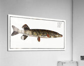 Pike Esox Lucio Acrylic Print