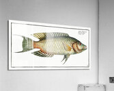 Sparus Chlorourus Acrylic Print