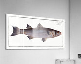 Mullet Mugil cephalus Acrylic Print