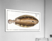 Sole Pleuronectes Solea Acrylic Print