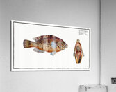 Norvegian Lutian Lutianus Norve Acrylic Print