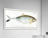 Jumper Scomber Saliens Acrylic Print