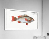 Red-fin Lutjanus erythropterus Acrylic Print