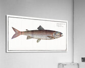 Schifermillers Salmon Salmo Schifermulleri Acrylic Print