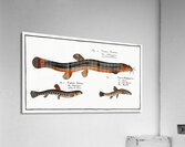 1. Muddy-Loach Cobitis Fossilis 2. Ribban-Loach Cobitis Taenia 3. Bearded-Loach Cobitis Bartula Acrylic Print