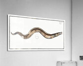 Conger Muraena Conger Acrylic Print