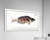 Lunulated Wrasse Labrus lunaris Acrylic Print