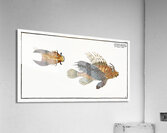 Scorpaena volitans Acrylic Print