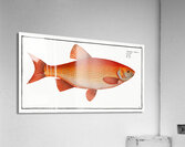 Orf Cyprnus Orfus Impression acrylique