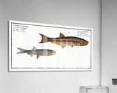 1. Silver-striped Herring Clupea atherinoides 2. Herring-Carp Cyprinus clupeoides Acrylic Print
