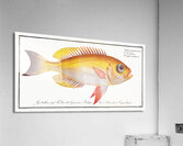 Goggle-eyed Grunt Anthias macrophthalmus Acrylic Print