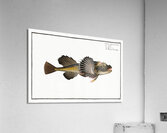 Horned Bull-Head Cottus Quadricornis Acrylic Print