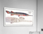 Gar-Fish Esox osseus Acrylic Print