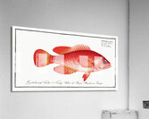 Red Wall-eye Epinephelus ruber Acrylic Print