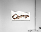 Bounce Squalus Canicula Acrylic Print