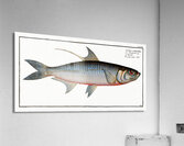 Deep-water Fish Clupea cyprinoides Acrylic Print