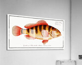 Streaked Grunt Anthias striatus Acrylic Print