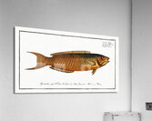 Green Wrasse Labrus viridis Acrylic Print