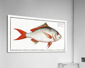 Red-tailed Gilt-head Sparus Erythrourus Acrylic Print