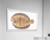 Argus-Flounder Pleuronectes Argus Acrylic Print