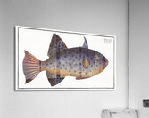 Long File-Fish Balistes maculatus Acrylic Print
