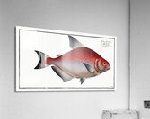 Rhomboidal Salmon Salmo rhombeus Acrylic Print