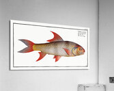 Sickle-Carp Cyprinus falcatus Acrylic Print