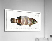 Streaked Wrasse Labrus fasciatus Acrylic Print