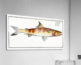 Tumbil Salmo Tumbil Acrylic Print